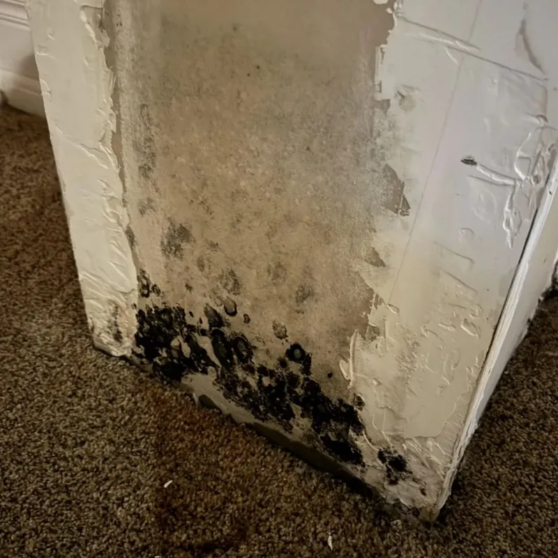 Professional Mold Removal in Osseo, MN
